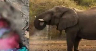 हाथी के हमले में महिला की मौत